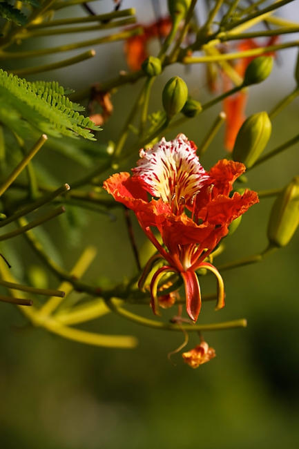 Suan Luang-JUN14-101
